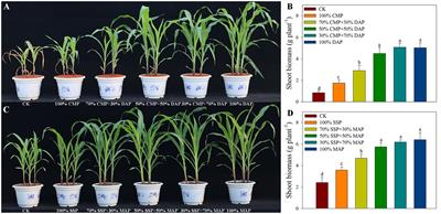 Enhancing maize phosphorus uptake with optimal blends of high and low-concentration phosphorus fertilizers